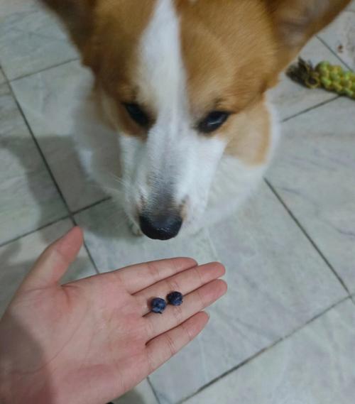 狗能吃蓝莓吗