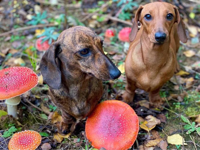 狗能吃蘑菇吗