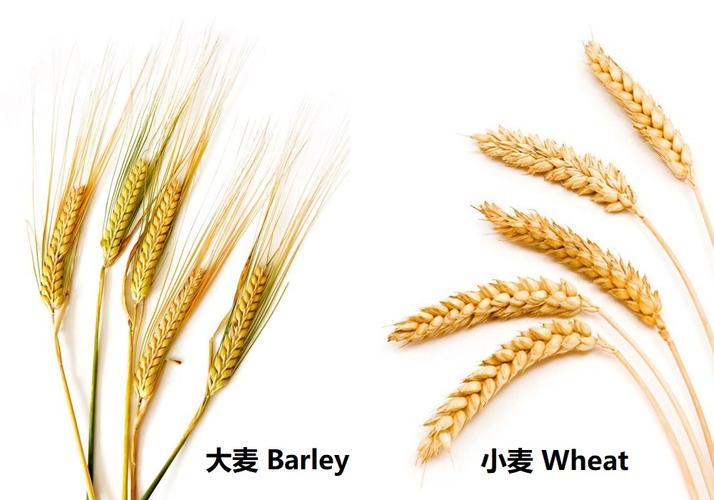 大麦与小麦的区别的相关图片