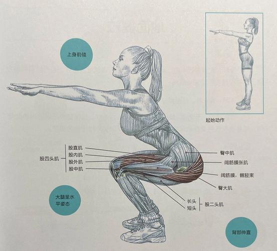 如何锻炼大腿肌肉的相关图片