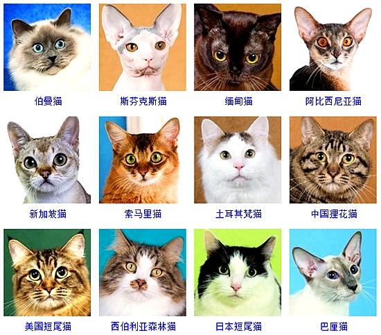 宠物猫品种的相关图片