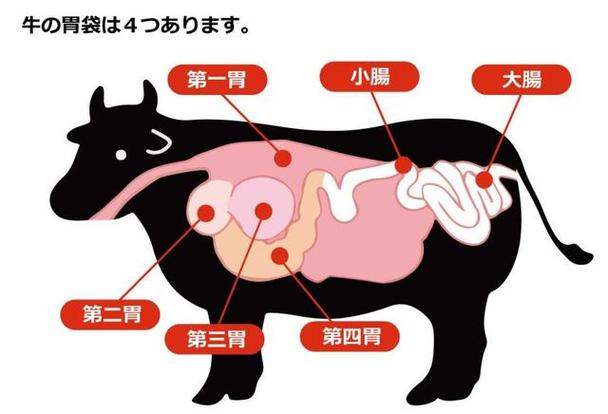 牛有几个胃的相关图片