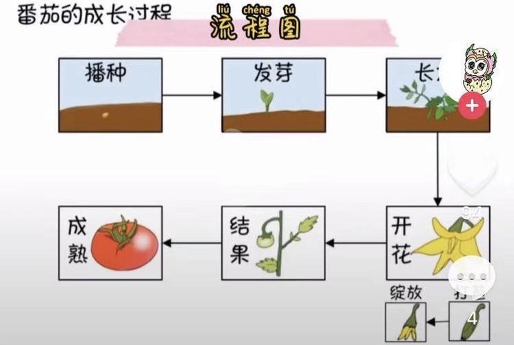 西红柿栽培技术的相关图片